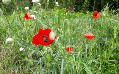 Le Printemps Ayurvédique